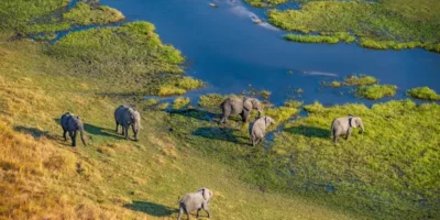 Botswana Safaris- African Safari and Tours Botswana Safaris- African Safari and Tours