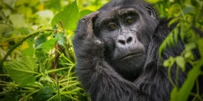 Uganda safaris-African Safaris and Tours Uganda safaris-African Safaris and Tours