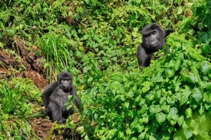 Bwindi national Park Bwindi national Park