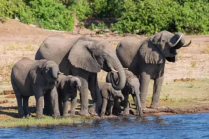 Gorilla trekking and Serengeti Safaris