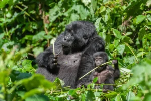 Uganda and Rwanda Safaris