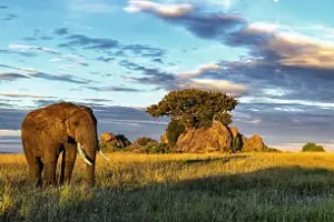 2 days Serengeti National Park