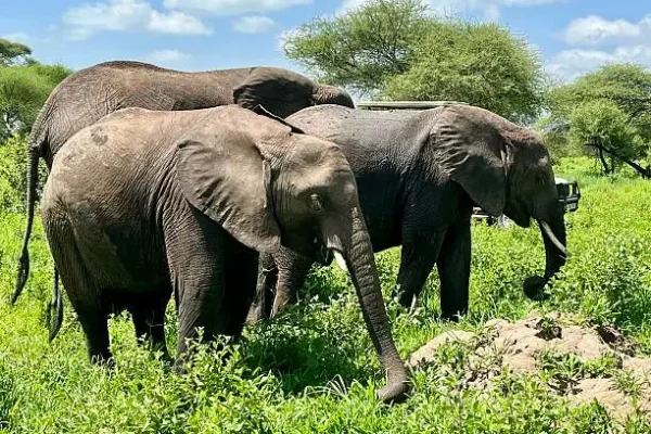 Tarangire National park