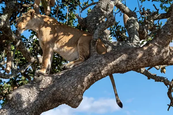 7 days Uganda Safari