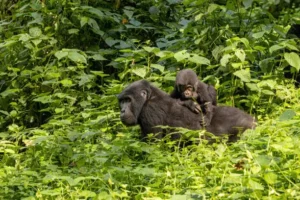 8 Days Uganda and Rwanda Safari 8 Days Uganda and Rwanda Safari