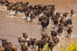 The Great wildebeest Migration The Great wildebeest Migration