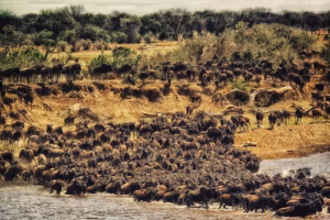 Serengeti and Masai Mara Safari Serengeti and Masai Mara Safari